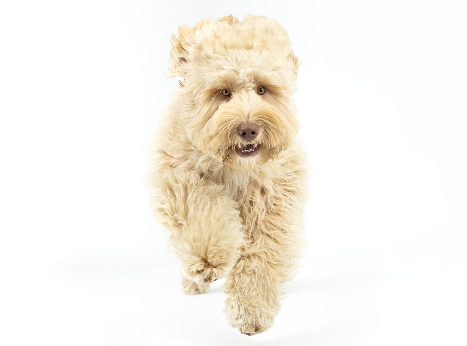 San Diego Magazine's Cutest Pets 2025 content critic's pick winner Floofiest Floof (Dog) Award, Hash Brown