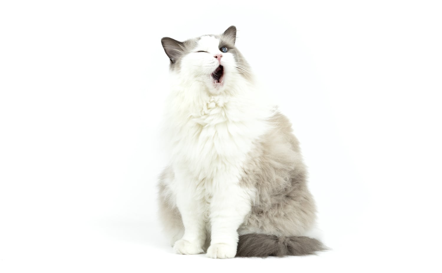 San Diego Magazine's Cutest Pets 2025 content critic's pick winner, Tiny But Mighty Award, Stella