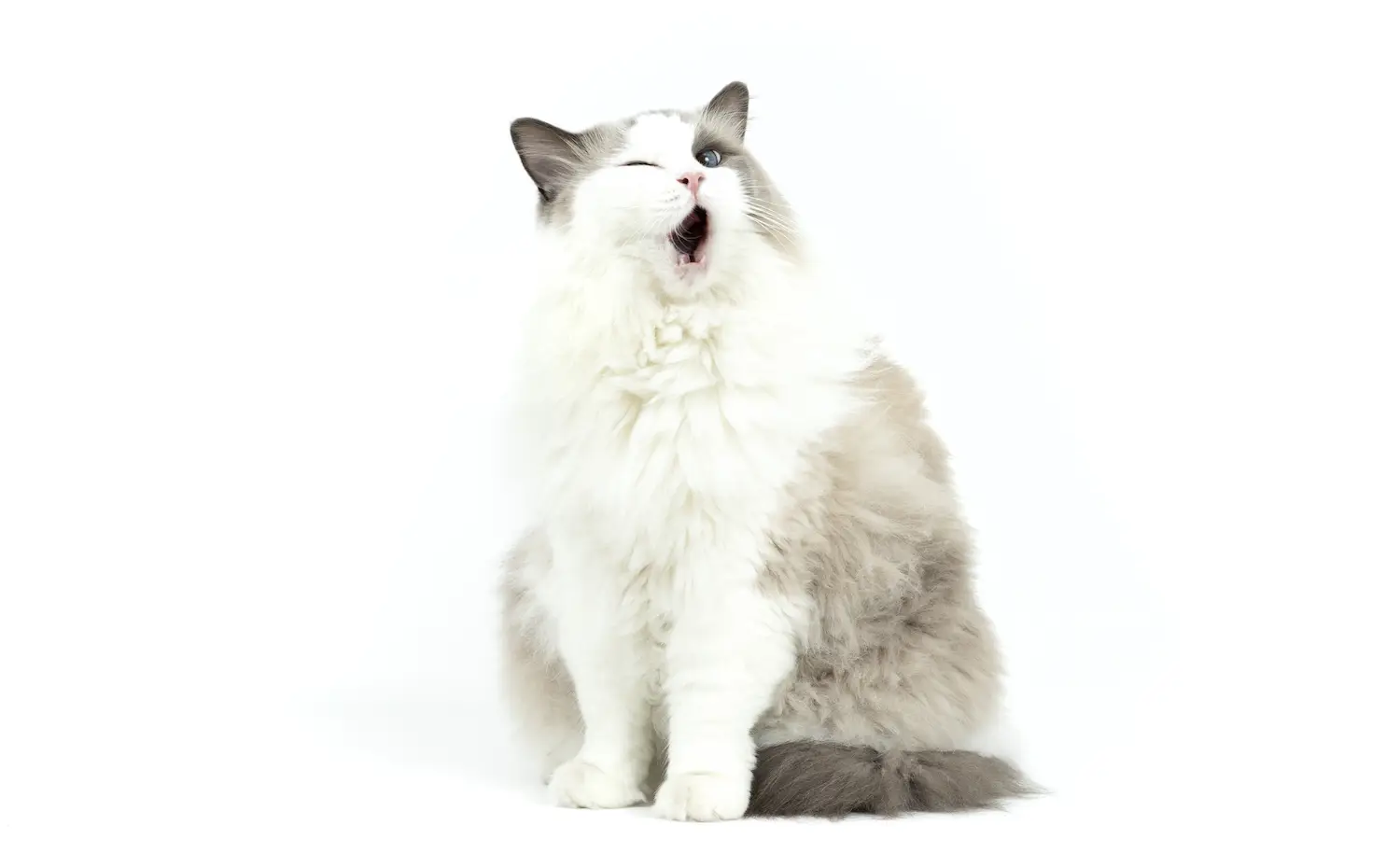 San Diego Magazine's Cutest Pets 2025 content critic's pick winner, Tiny But Mighty Award, Stella