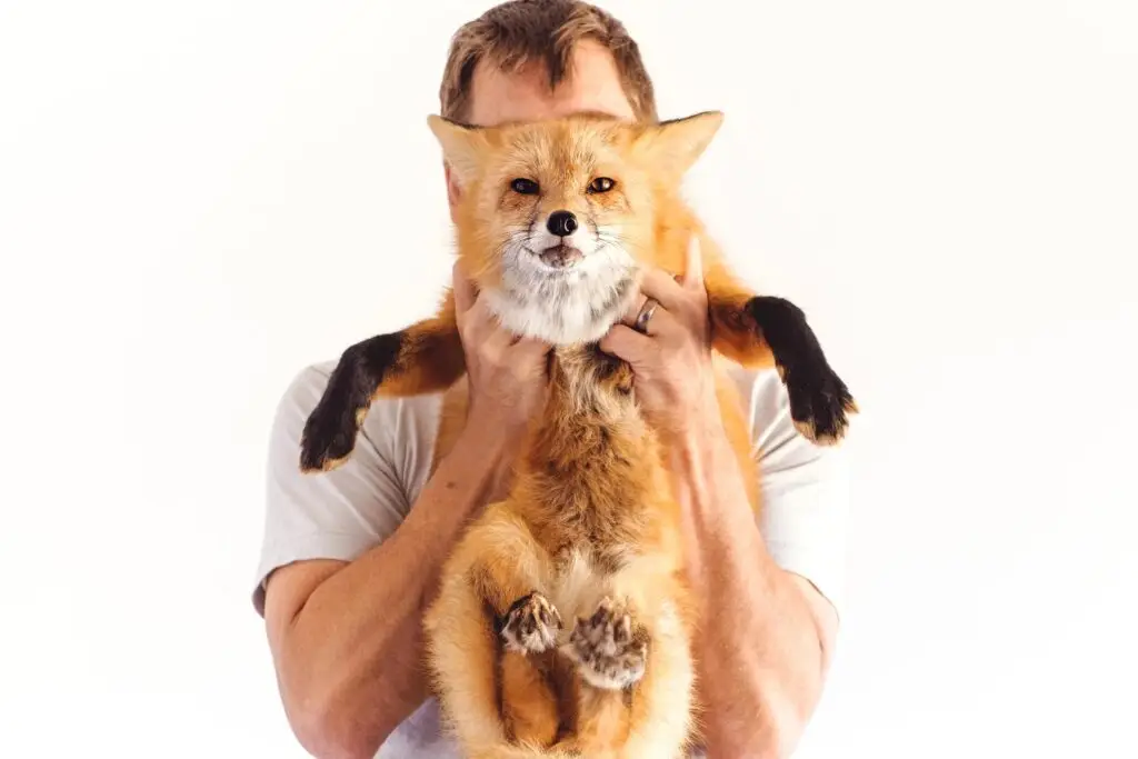 San Diego wildlife nonprofit Judith A. Bassett Canid Education & Conservation Center featuring a fox