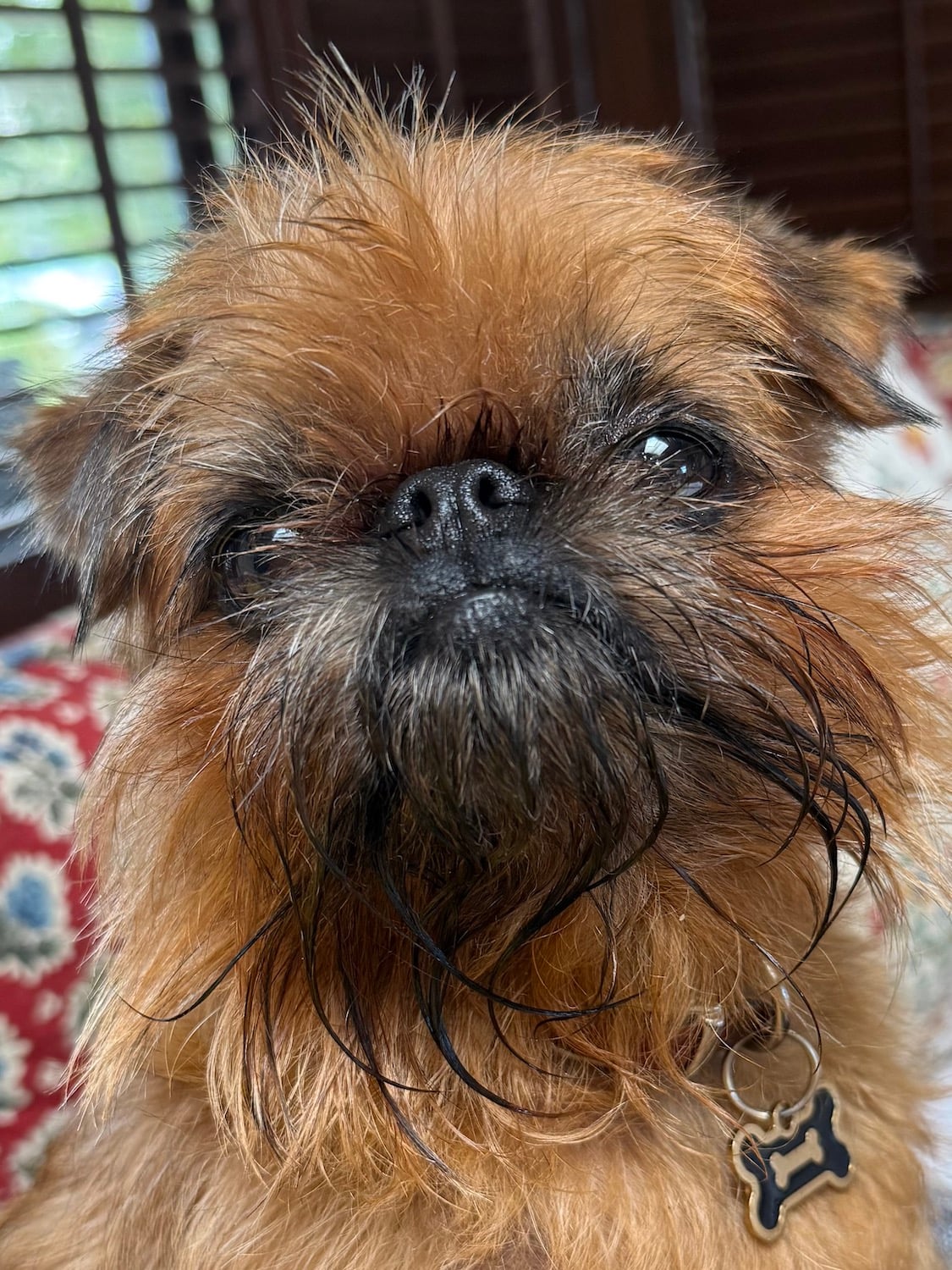 San Diego Magazine's Cutest Pets 2025 reader's pick winner