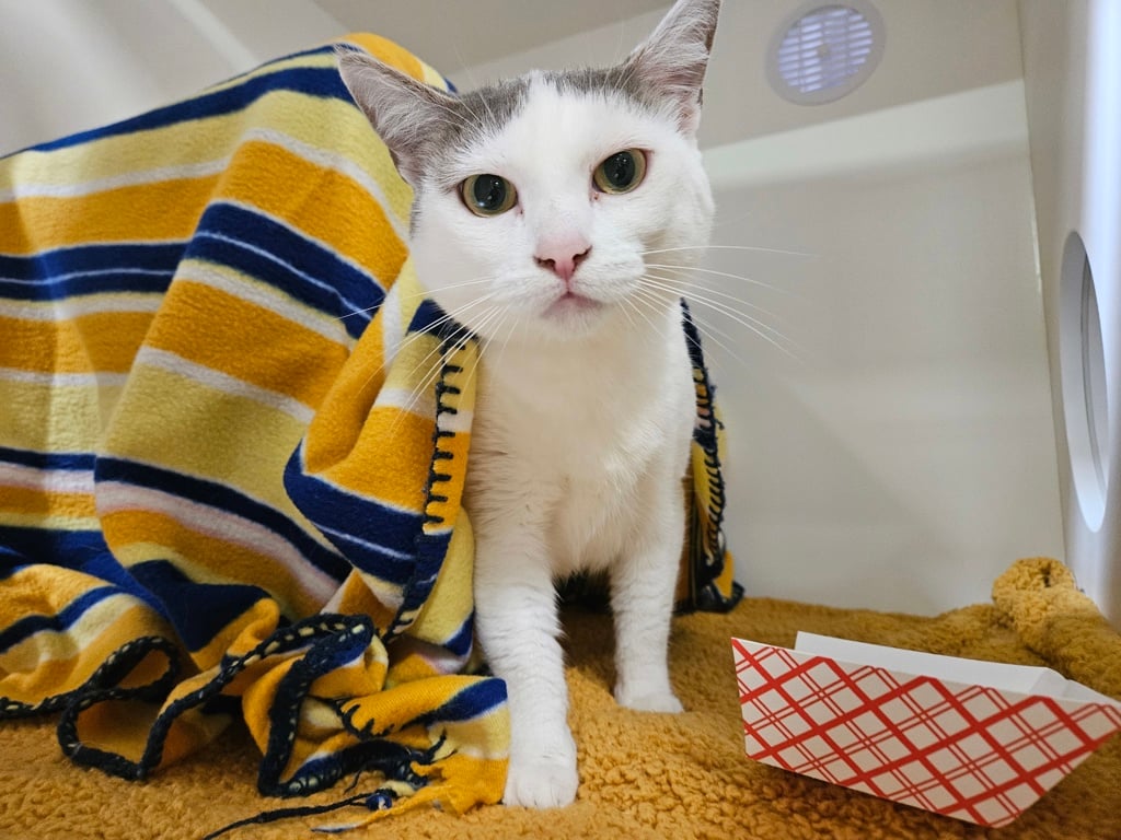 San Diego Magazine's Cutest Pets 2025 content featuring San Diego Humane Society adopted pets