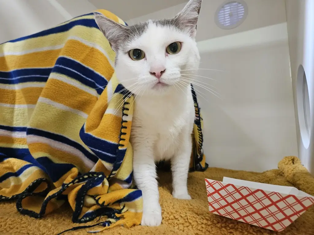 San Diego Magazine's Cutest Pets 2025 content featuring San Diego Humane Society adopted pets