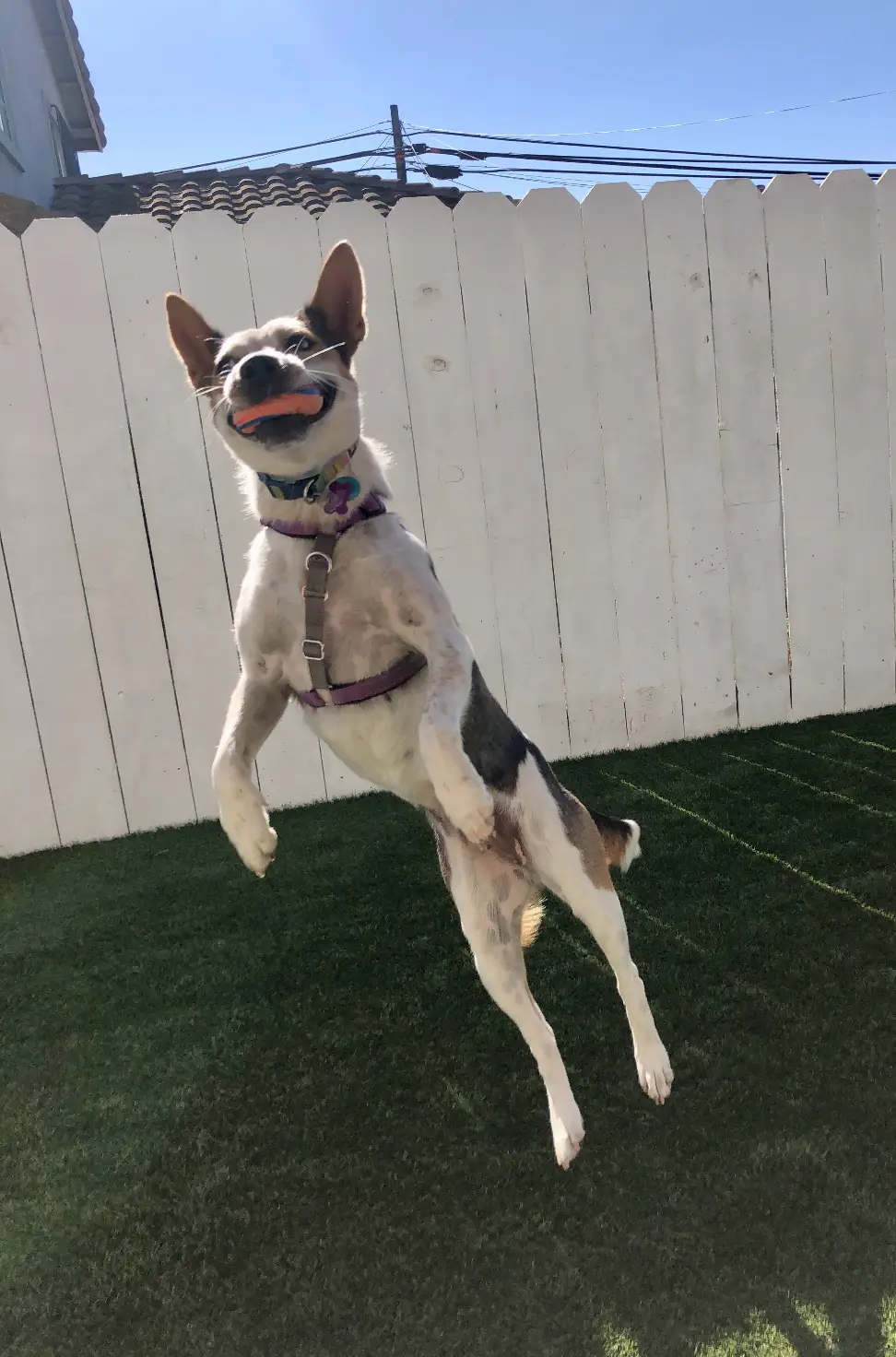 San Diego Magazine's Cutest Pets 2025 reader's pick winner