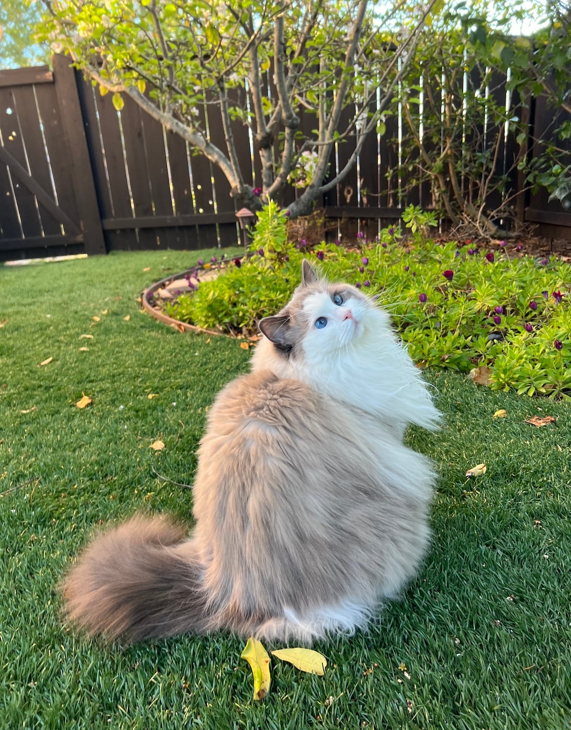 San Diego Magazine's Cutest Pets 2025 reader's pick winner