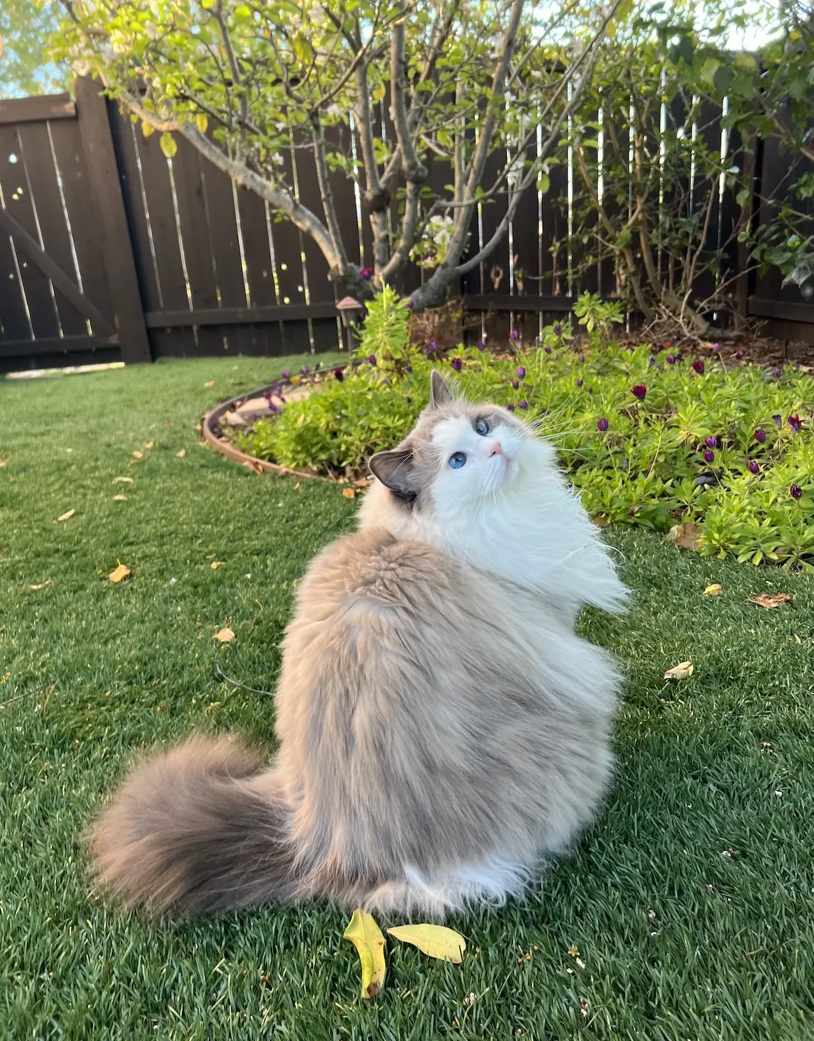 San Diego Magazine's Cutest Pets 2025 reader's pick winner