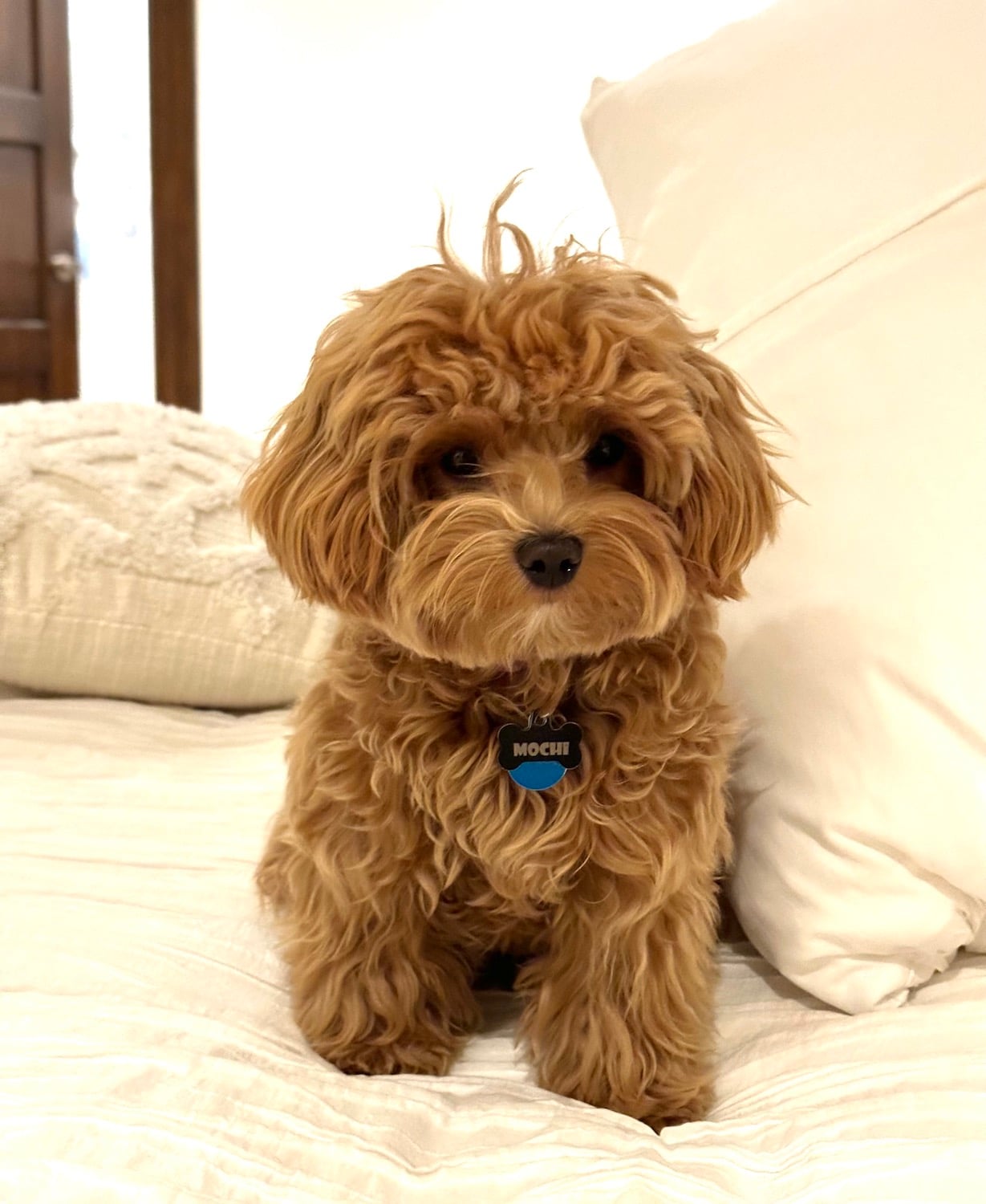 San Diego Magazine's Cutest Pets 2025 reader's pick winner