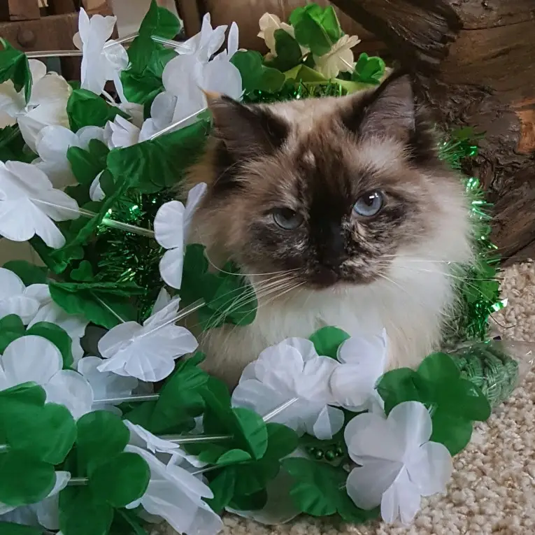 San Diego Magazine's Cutest Pets 2025 reader's pick winner