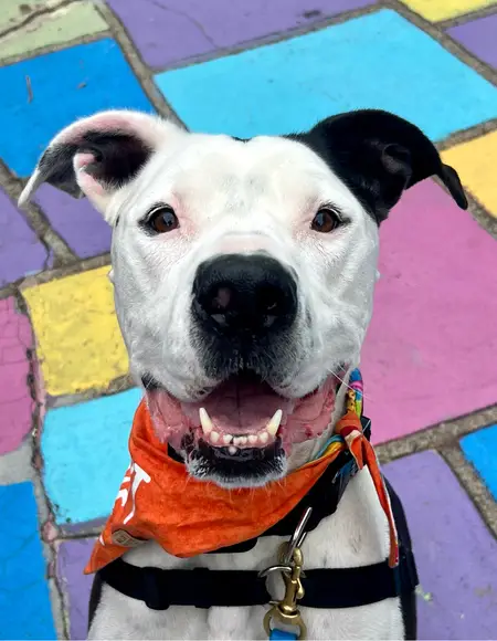 San Diego Magazine's Cutest Pets 2025 content featuring San Diego Humane Society adopted pets