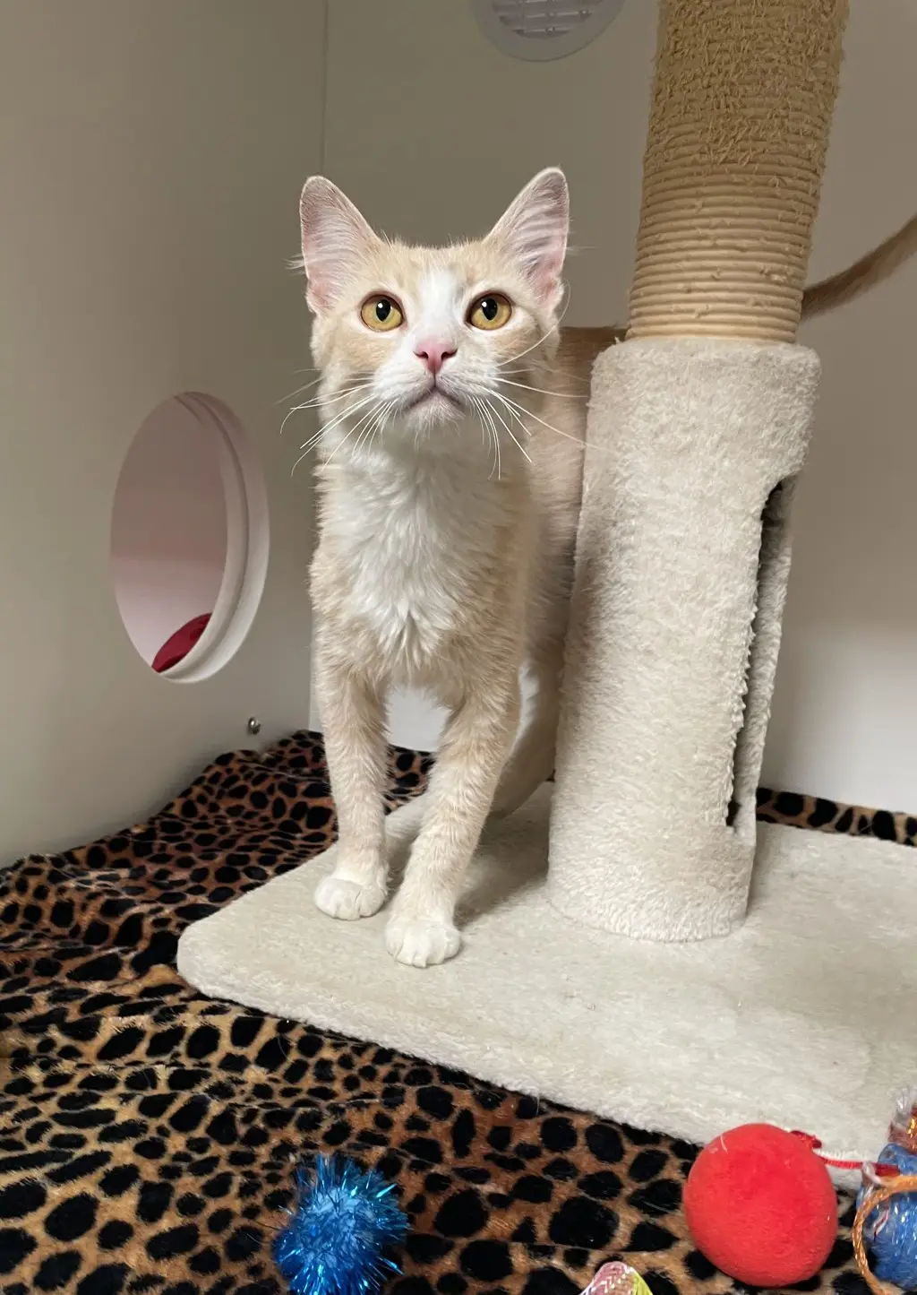 San Diego Magazine's Cutest Pets 2025 content featuring San Diego Humane Society adopted pets