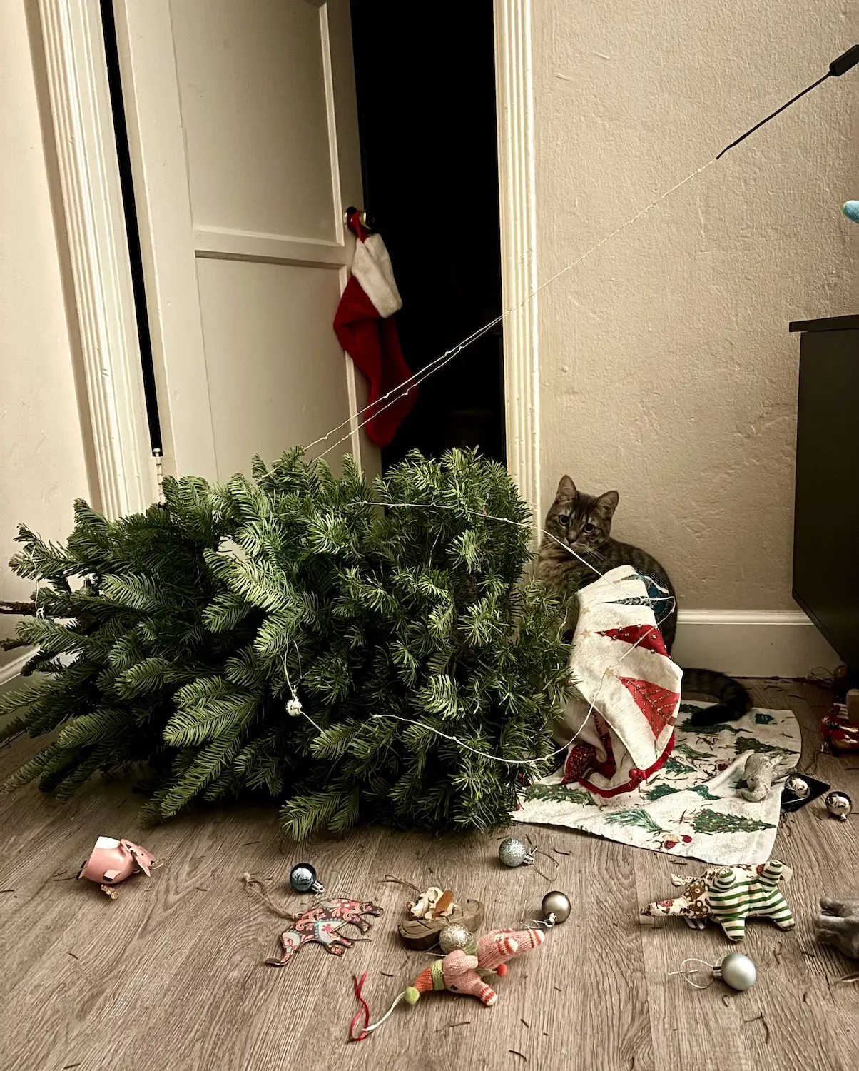 San Diego Magazine's Cutest Pets 2025 reader's pick winner