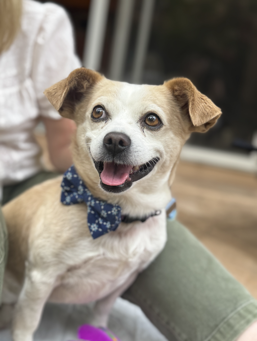 San Diego Magazine's Cutest Pets 2025 reader's pick winner