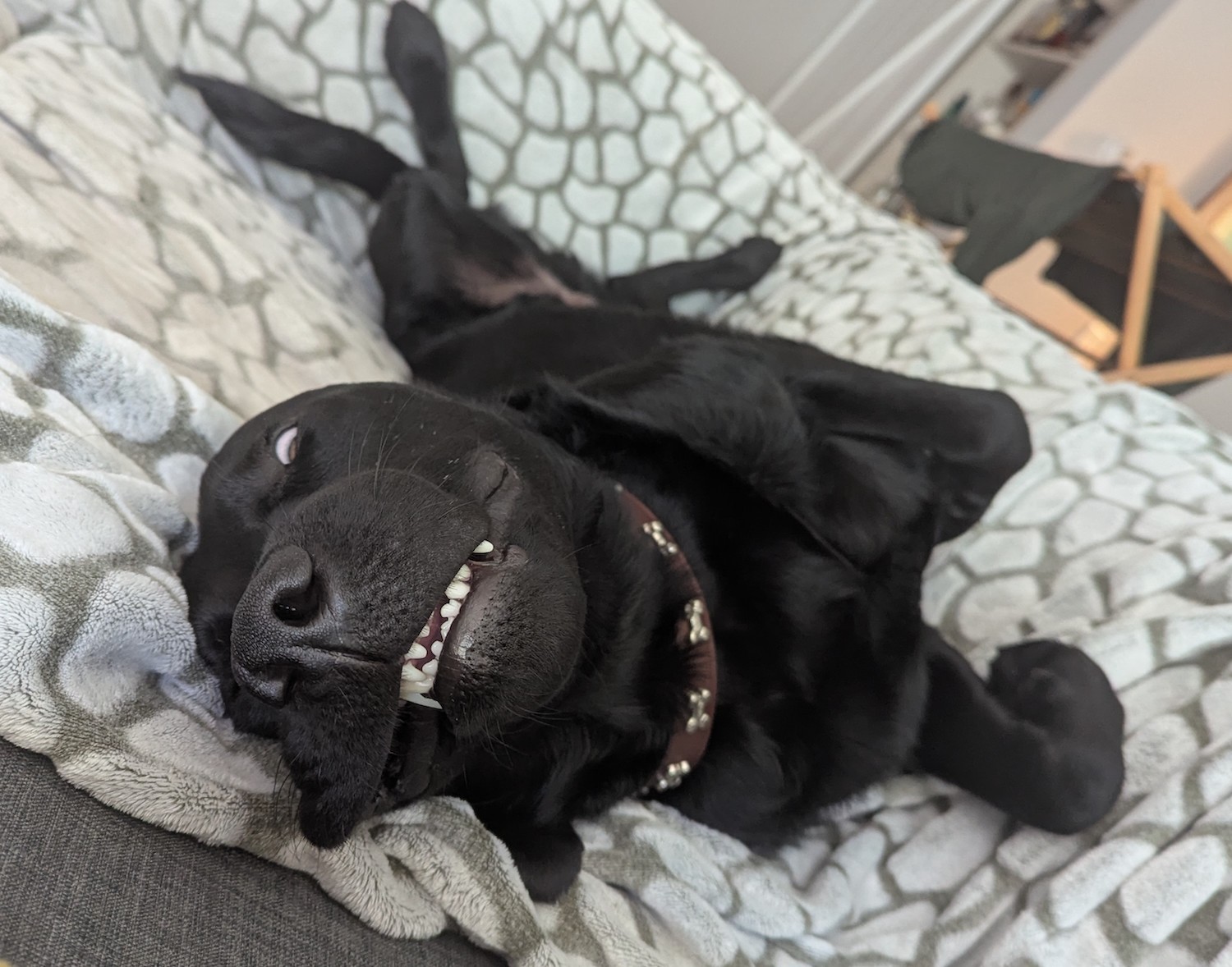 San Diego Magazine's Cutest Pets 2025 reader's pick winner 