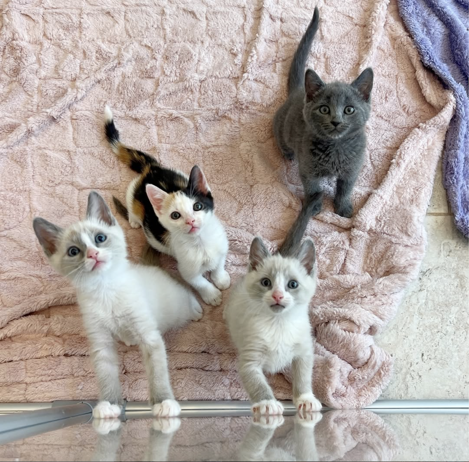 Cats rescued by San Diego nonprofit  the Orphan Kitten Club founded by the Kitten Lady Hannah Shaw 