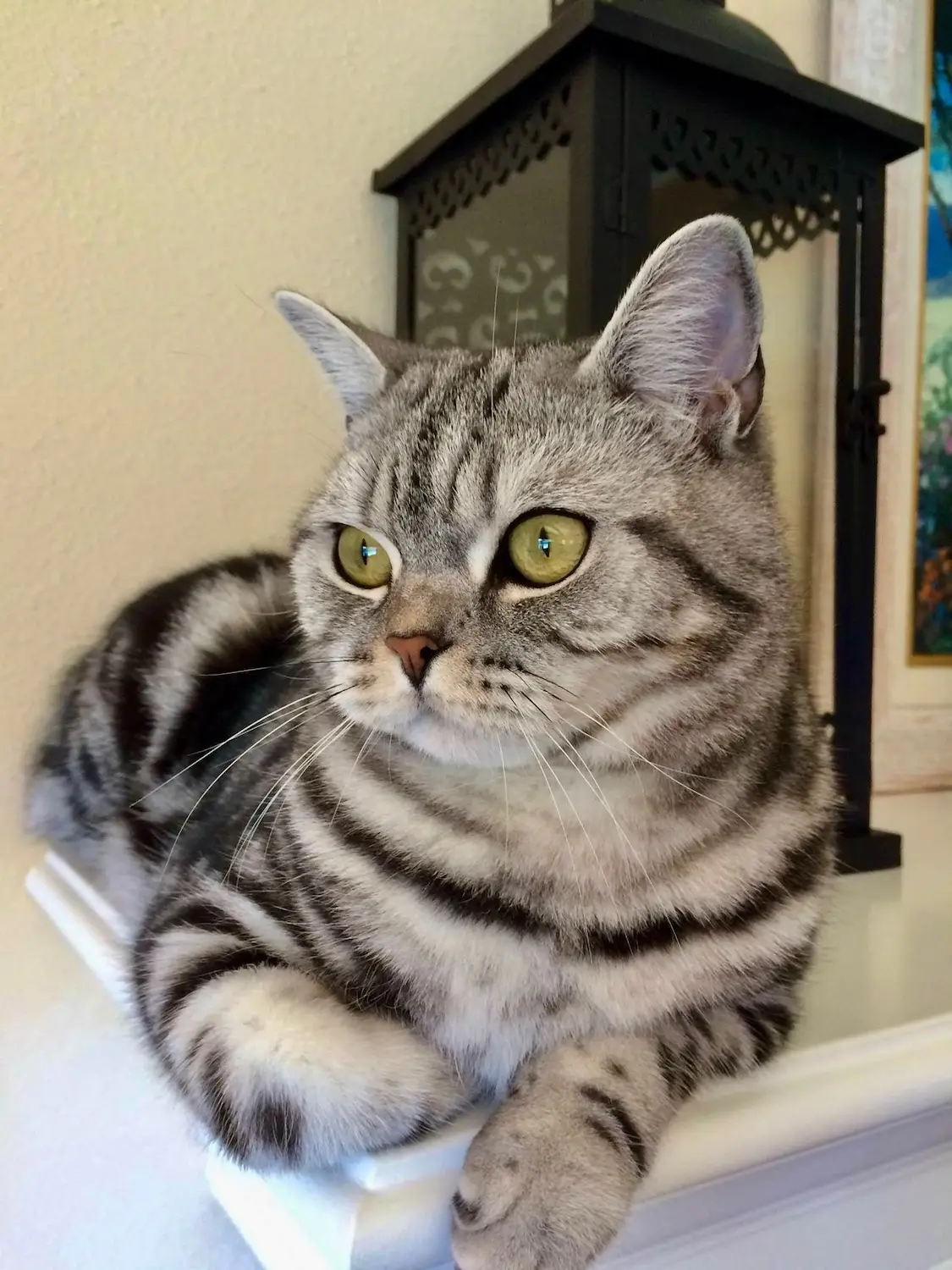 San Diego Magazine's Cutest Pets 2025 reader's pick winner