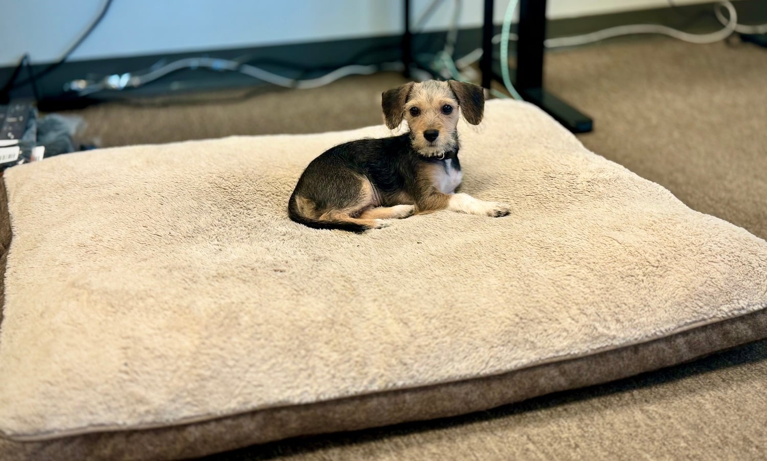 San Diego Magazine's Cutest Pets 2025 reader's pick winner