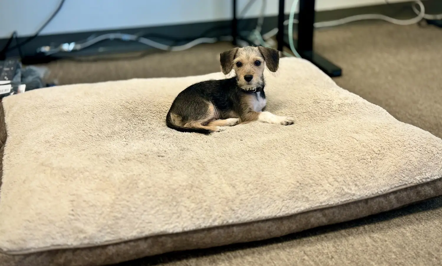 San Diego Magazine's Cutest Pets 2025 reader's pick winner