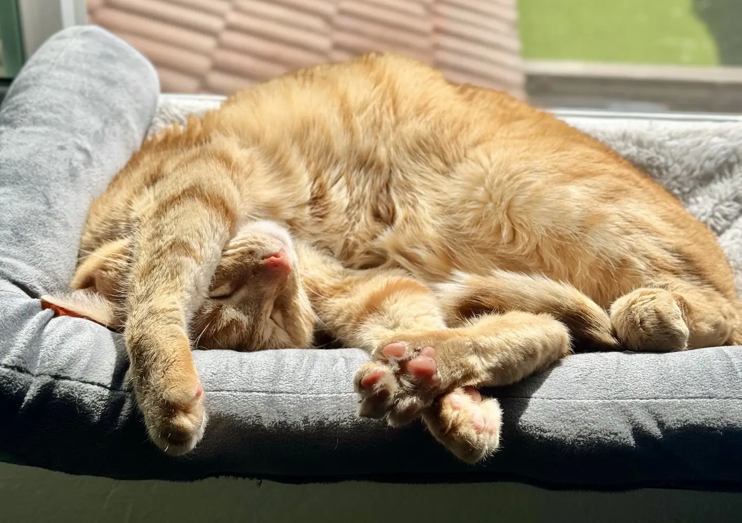 San Diego Magazine's Cutest Pets 2025 reader's pick winner