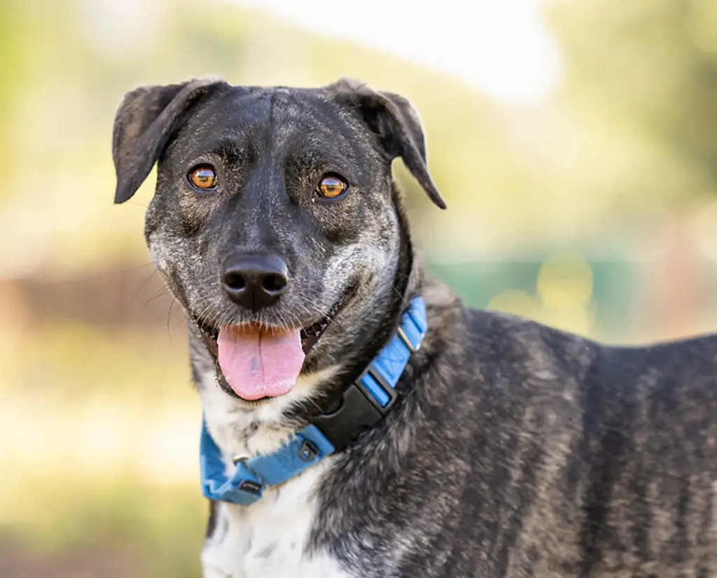 San Diego Magazine's Cutest Pets 2025 content featuring San Diego Humane Society adopted pets