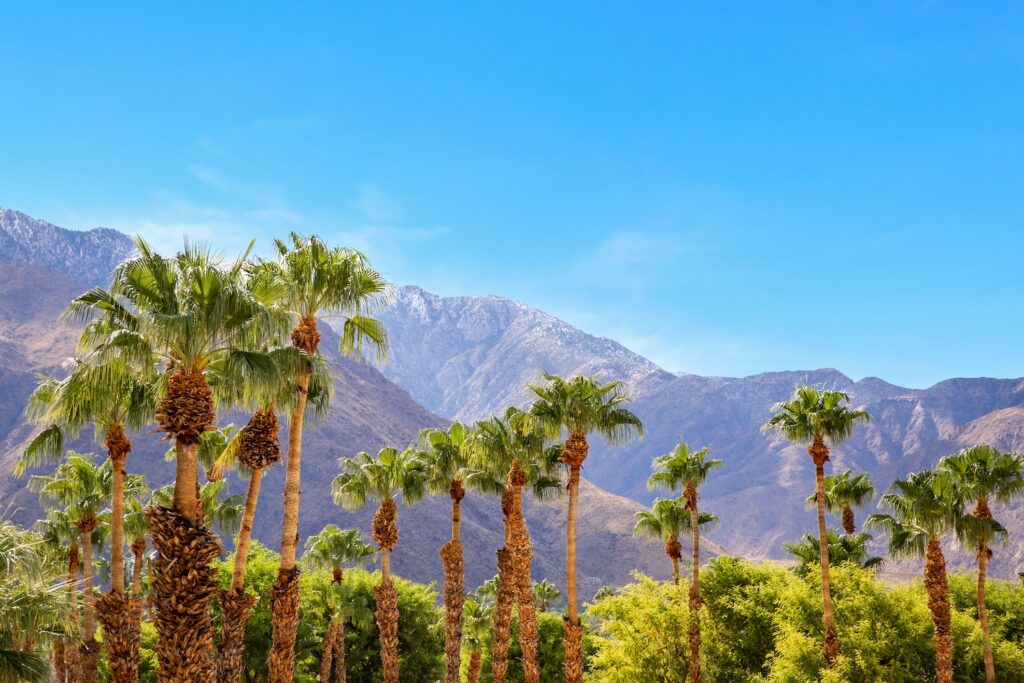 Editor's Note: The Desert in Bloom, February 2026