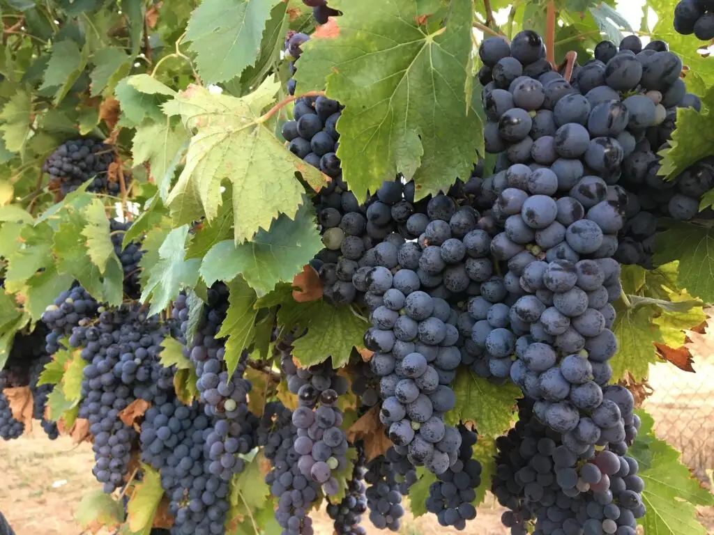 Sky Valley Cellars Aims to Elevate San Diego Wines