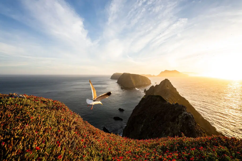A Day Trip to the Edge of California: Hiking Anacapa Island from Oxnard