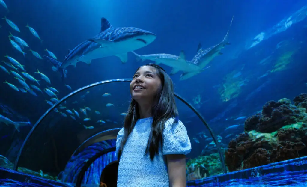 Summer Nights at SeaWorld San Diego