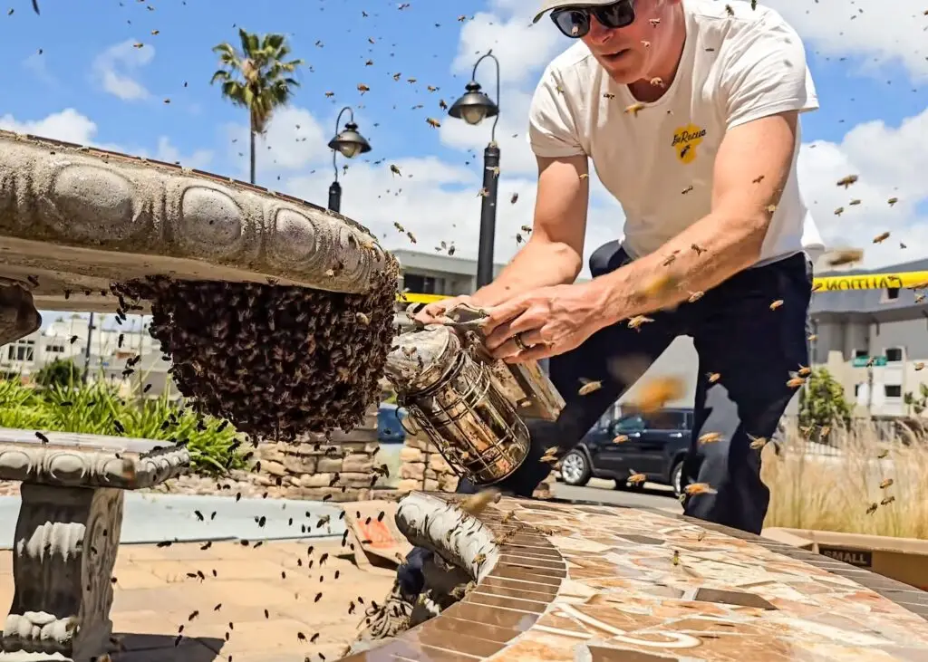 The Former Comedian Who Became the Internet’s Bee Guy